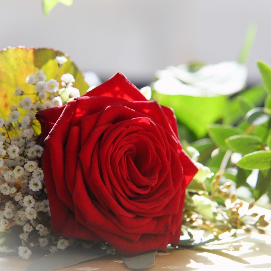 Rote Rose mit eleganten Blättern und kleinen weißen Blüten, sanft beleuchtet.