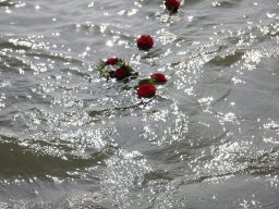 Rote Rosen treiben auf glitzerndem Wasser.
