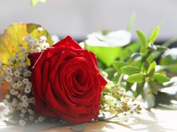 Rote Rose mit grünen Blättern und kleinen weißen Blüten in sanfter Beleuchtung.