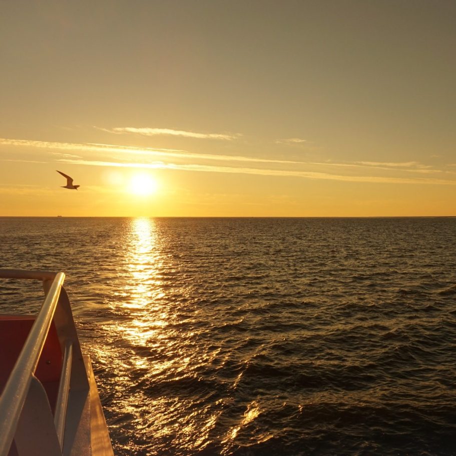 Sonnenuntergang über der Nordsse, mit einem Vogel, der am Himmel fliegt.